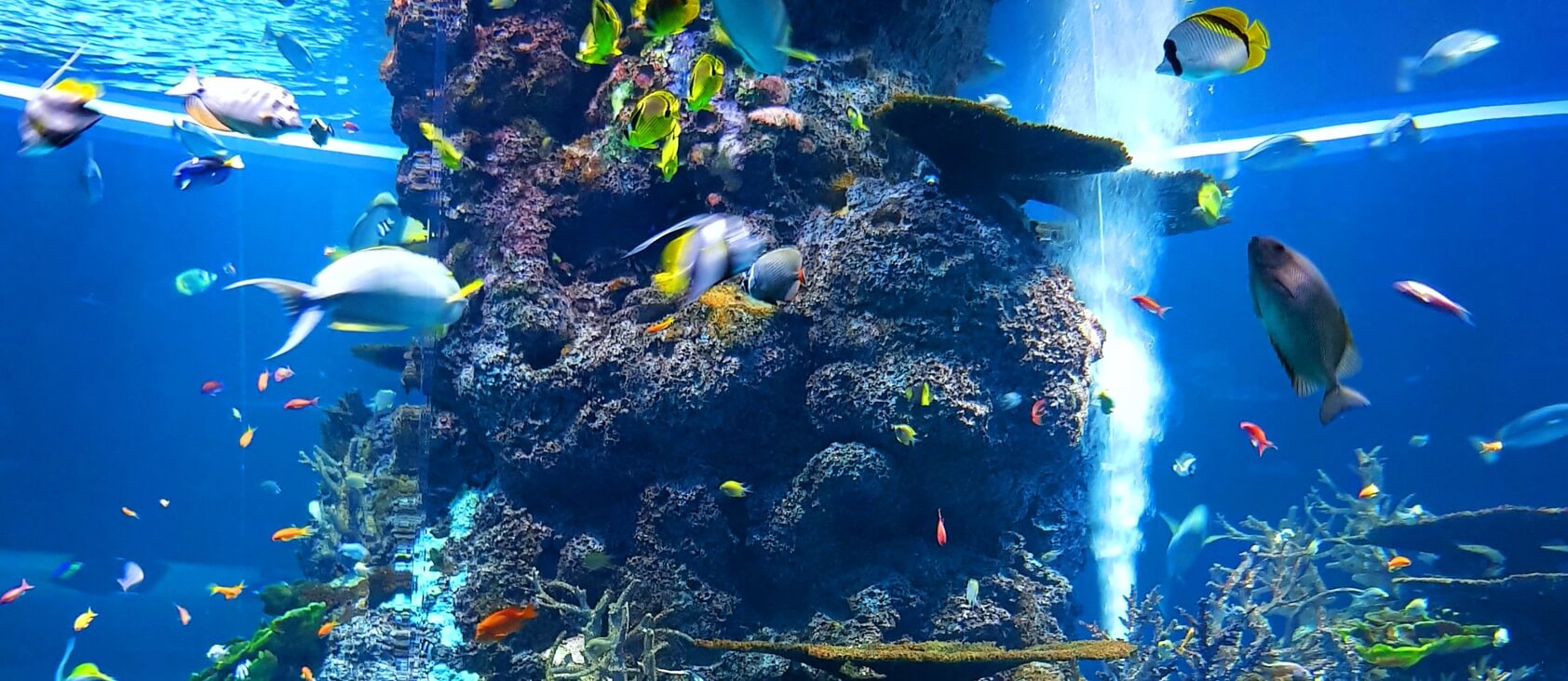 Acquario di Genova